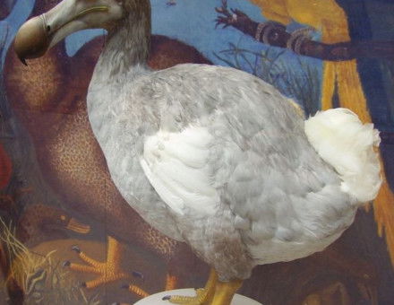 582px-Dodo_1.JPG